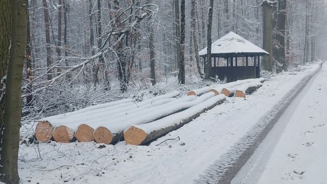 Holzvergabe am 17. Februar ab 10.00 Uhr